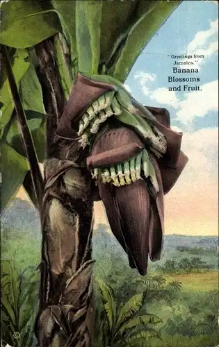 Ak Jamaika, Bananenblüten und Früchte