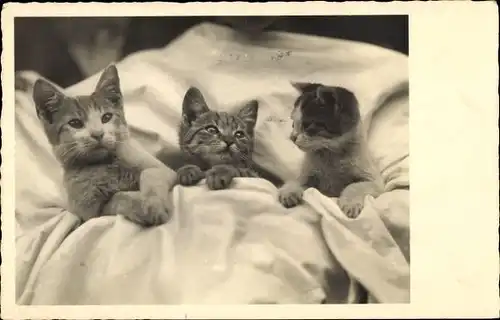 Ak Drei junge Katzen in einer Decke