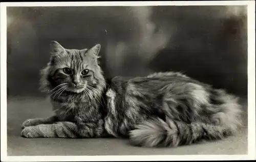 Ak Langhaarige getigerte Katze, Tierportrait, Amag 415