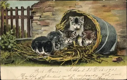 Ak Vier junge Katzen in einem Korb, Stroh