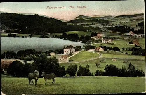 Ak Titisee Neustadt im Breisgau Hochschwarzwald, Panorama, Kühe