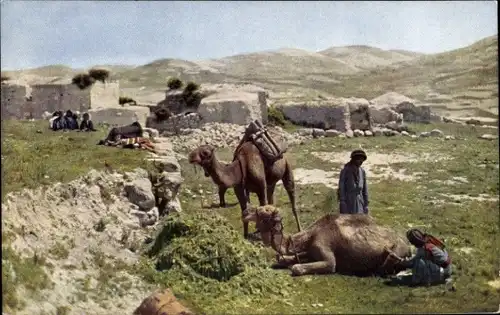 Ak Israel, Fellachendorf, Kamele