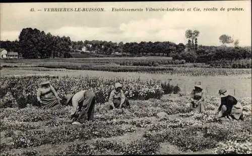 Ak Verrières le Buisson Essonne, Saatguternte
