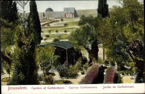 Ak Jerusalem Israel, Partie im Garten Gethsemane, Bäume