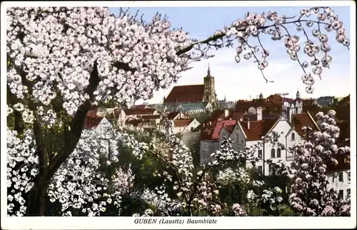 Ak Guben in der Niederlausitz, Baumblüte, Kirche
