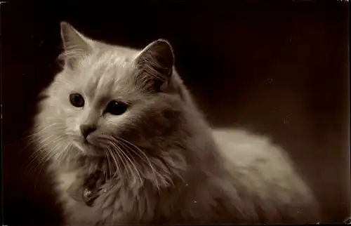 Ak Weiße langhaarige Katze, Schleife, Glocke