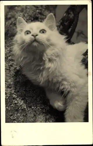 Foto Ak Langhaarige Katze, Tierportrait