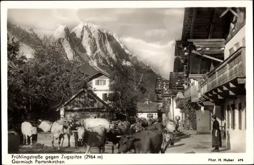 Ak Garmisch Partenkirchen in Oberbayern, Frühlingstraße, Zugspitze, Kuhherde
