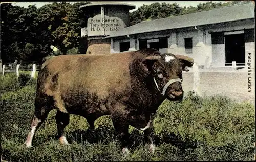 Ak San Juan Argentinien, ausgewachsener Bulle