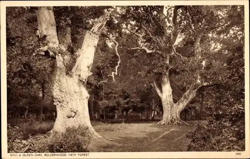 Ak New Forest Hampshire England, King & Queen Oaks, Bolderwood