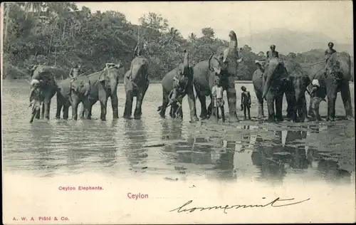 Ak Ceylon Sri Lanka, Ceylon Elephants