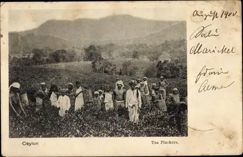 Ak Ceylon Sri Lanka, Tea Pluckers