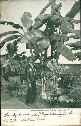 Ak Pensacola Florida, Banana Tree