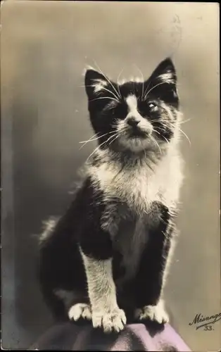 Ak Sitzende junge Katze, Tierportrait