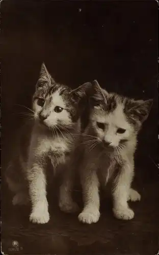 Ak Zwei junge getigerte Katzen, Tierportrait