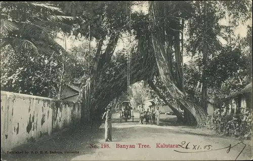 Ak Kalutara Sri Lanka, Banyan Tree, Weg