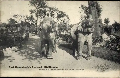 Ak Hamburg Eimsbüttel Stellingen, Carl Hagenbecks Tierpark, Indische Arbeitselefanten