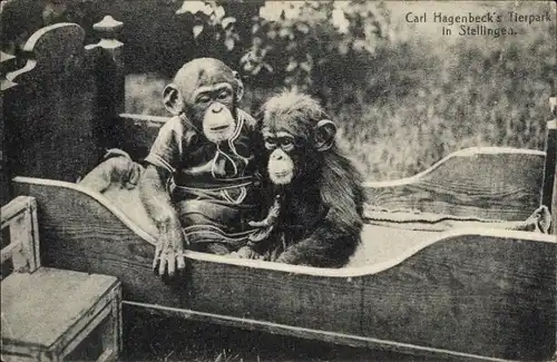 Ak Hamburg Eimsbüttel Stellingen, Carl Hagenbecks Tierpark, Schimpansen