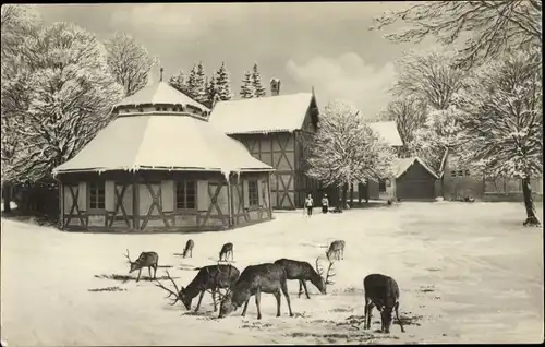 Ak Gernrode Quedlinburg im Harz, Waldwirtschaft Sternhaus, Hirsche