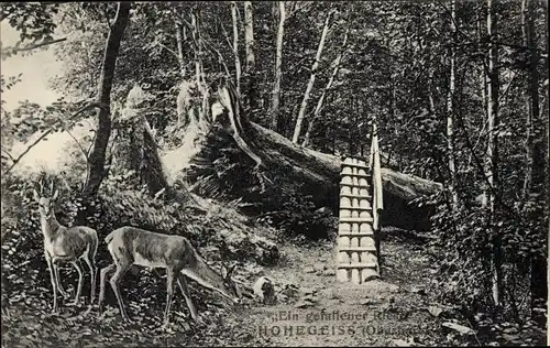 Ak Hohegeiß Braunlage im Oberharz, Ein gefallener Riese, Rehe, umgestürzter Baum
