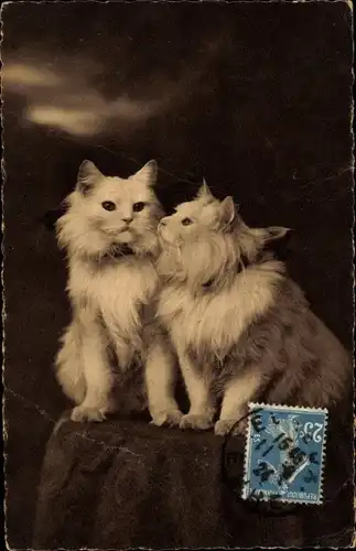Ak Zwei langhaarige Katzen, Tierportrait