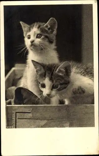 Ak Zwei junge getigerte Katzen, Kätzchen