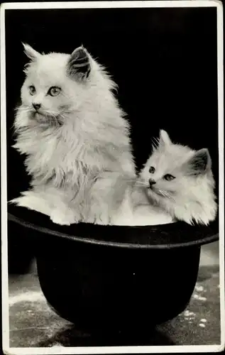 Ak Zwei langhaarige weiße Katzen in einem Hut, Amag 495/4