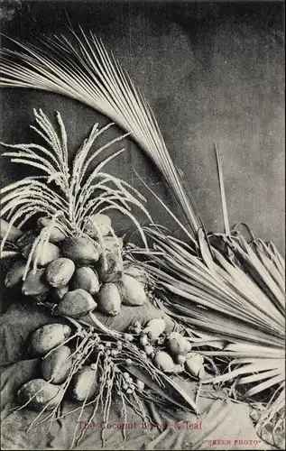 Ak Kokosnüsse, Palmen-Blätter