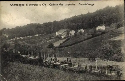 Ak Epernay Marne, Champagne Mercier, Culture des oseraies