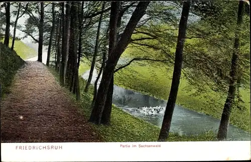 Ak Friedrichsruh Aumühle im Herzogtum Lauenburg, Partie im Sachsenwald