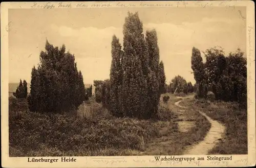 Ak Lüneburger Heide, Wacholdergruppe am Steingrund