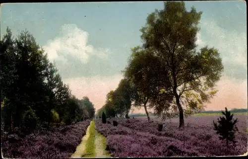Ak Lüneburger Heide, Weg bei Wilsede