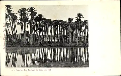 Ak Port Said Ägypten, Dattelpalmengruppe am Nilufer