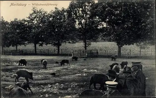 Ak Moritzburg in Sachsen, Wildschweinfütterung im Gehege
