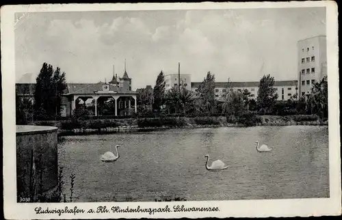 Ak Ludwigshafen am Rhein, Hindenburgpark, Schwanensee