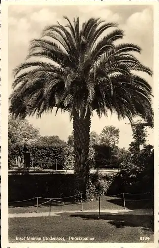 Ak Insel Mainau im Bodensee, Phönixpalme