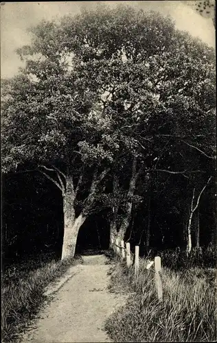 Ak Ostseebad Graal Müritz, an der Waldwiese