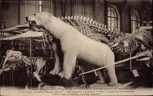 Ak Monaco, Musee Oceanographique, Eisbär, Tierskelette
