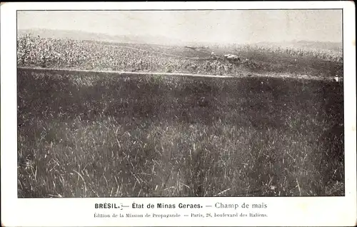 Ak Minas Gerais Brasilien, Cornfield