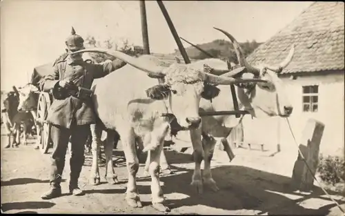 Foto Ak Deutscher Soldat mit einem Ochsenkarren, Langhornochsen, I. WK