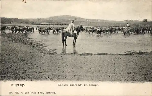 Ak Uruguay, Ganado vadeando un arroyo