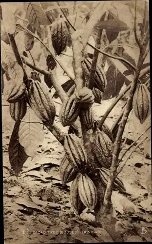 Ak Trinidad, Kakaobaum