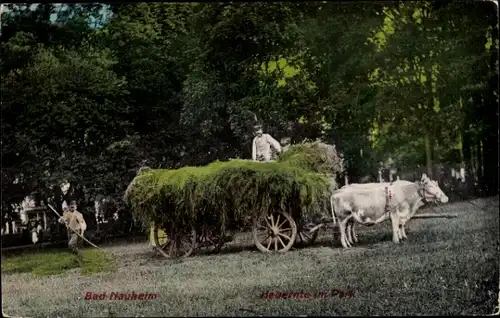 Ak Bad Nauheim in Hessen, Heuernte im Park, Rinderfuhrwerk