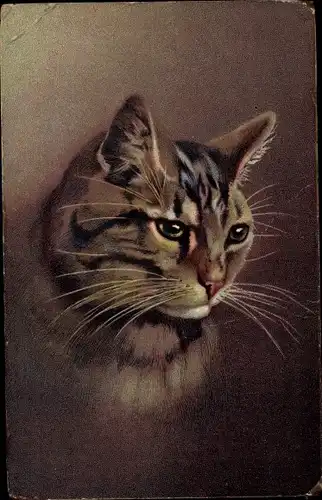 Ak Katzenportrait, getigerte Katze, Reklame Hoffmann's Stärkefabriken Salzuflen