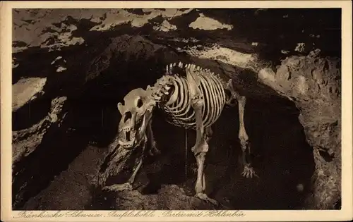 Ak Pottenstein in Oberfranken, Teufelshöhle, Skelett eines Höhlenbären