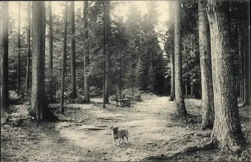 Ak Königsfeld im Schwarzwald Baar Kreis, Partie im Stellwald, Hund