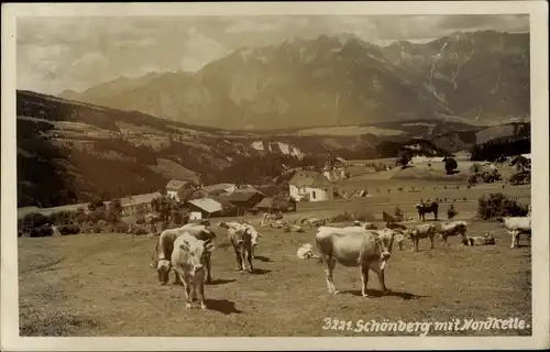 Ak Schönberg im Stubaital Tirol, Gesamtansicht, Kühe