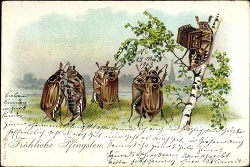 Litho Glückwunsch Pfingsten, Tanzende Maikäfer, Maikäfer mit Akkordeon auf einer Birke