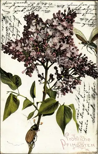 Ak Glückwunsch Pfingsten, Maikäfer mit Fliederzweig