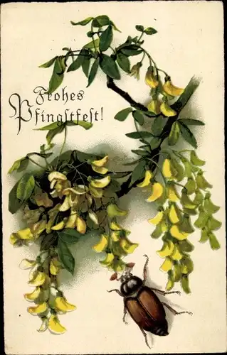 Ak Glückwunsch Pfingsten, Maikäfer, Zweig mit gelben Blüten